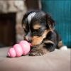 KONG Puppy Baby Pink